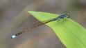 Ischnura capreolus (Tiny Forktail) male.jpg